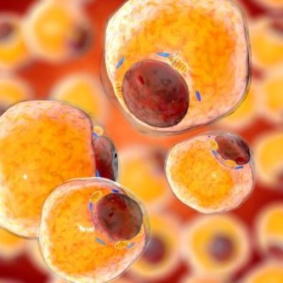 New Study: Fat Cells Are a Reservoir for COVID-19 Infection | BioSpace