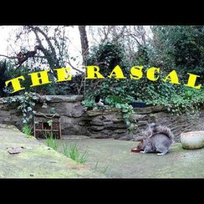 The rascal