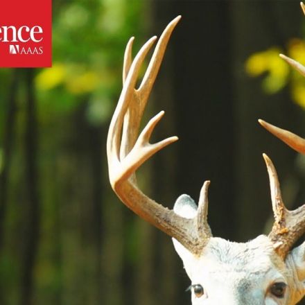 What antlers can teach us about cancer and regrowing limbs