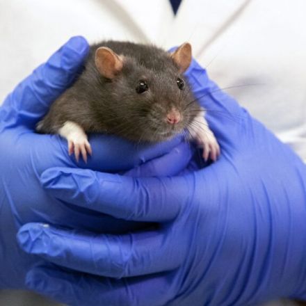 Rats have an imagination, too, researchers show with brain implants