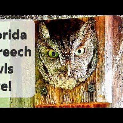Florida Screech Owls Live
