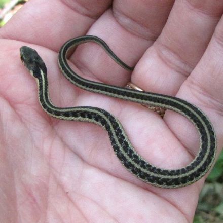 Tetrodotoxin-resistant snakes