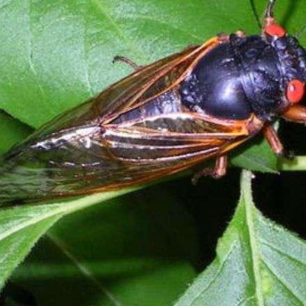 Brood X cicadas threatened by 'death-zombie fungus' that rots half their bodies away