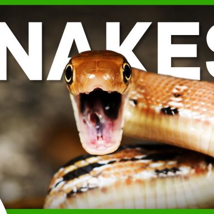 Snakes: Scaly, Serpentine Sensations!
