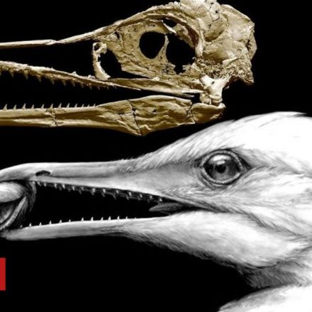 How birds got their beaks