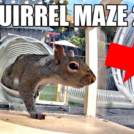 Backyard Squirrel Maze 2.0- The Walnut Heist
