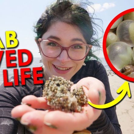 This Crab Saved My Life