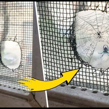 Spider Fixed a Mosquito Net. When Your IQ Is Human-like #4