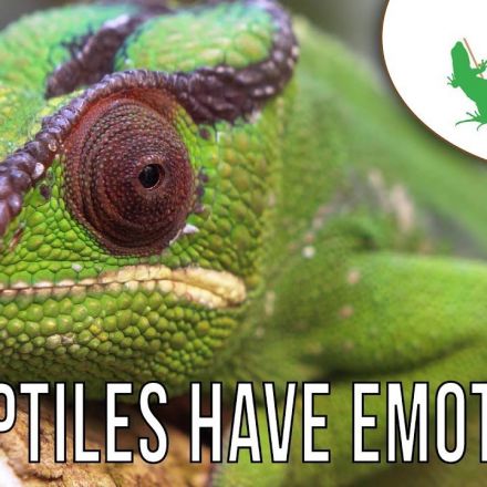 Do reptiles have emotions?