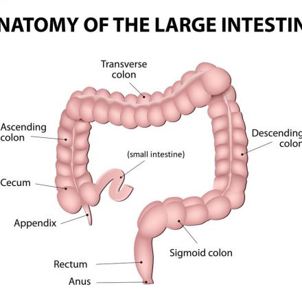 What Does the Appendix Do, Anyway?