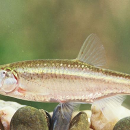 Male Fish Borrows Egg to Clone Itself