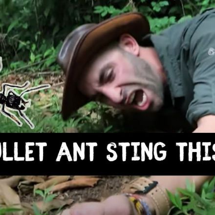 BULLET ANT CHALLENGE ACCEPTED! What is it REALLY Like?