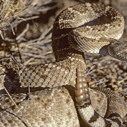Nature: Rattlesnakes' sound 'trick' fools human ears