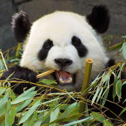The giant panda is herbivore but has the gut microbiota of a carnivore