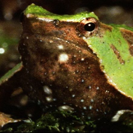 Why Is This Amphibian Called Vomit Frog?