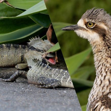 Bush Stone-Curlew reacts to Water Dragon fight