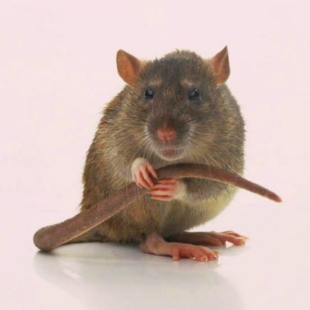 Rats Can Feel Regret Like Humans, Study Reveals