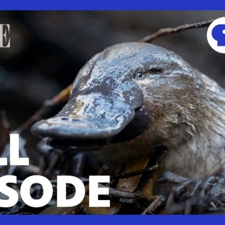 The Platypus Guardian | Full Episode | NATURE | PBS