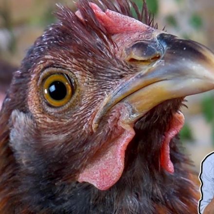 Chicken, The Best Pet Dinosaur?