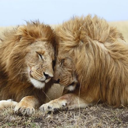Same-sex sexual behavior in animals: Do we have it all wrong?