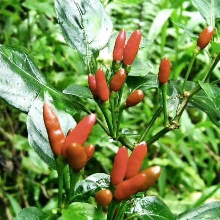 How bird guts give rare chili peppers a boost