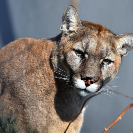 'I only have 1 dog:' Shocked California homeowner spots mountain lion 'playing' with pet