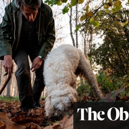 Puzzle of prized white truffle finally yields to science