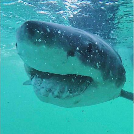 Great white shark diet surprises scientists