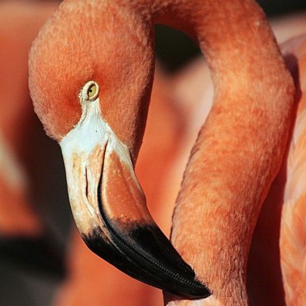 Why Flamingos Are More Stable on One Leg Than Two