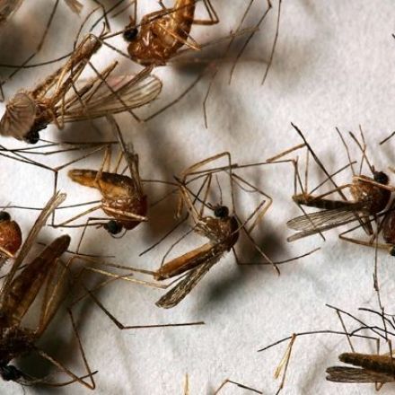 Mosquitoes in Southern California Test Positive for West Nile Virus and St. Louis Encephalitis