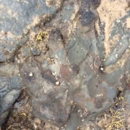 Dinosaur footprint vandalised in Australia