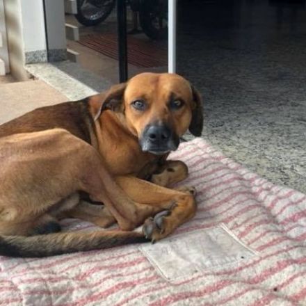 Faithful dog waits outside Brazilian hospital four months after his homeless owner dies