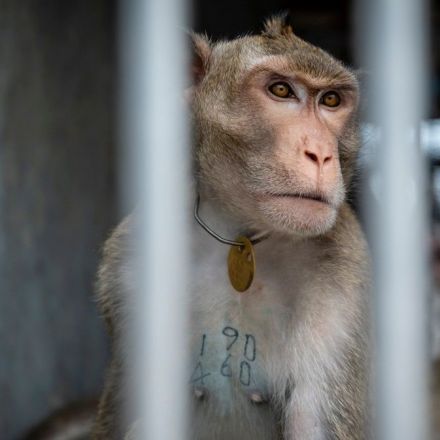 Primate Disappearing at ‘Alarming Rate,’ as Medical Research Fuels Demand