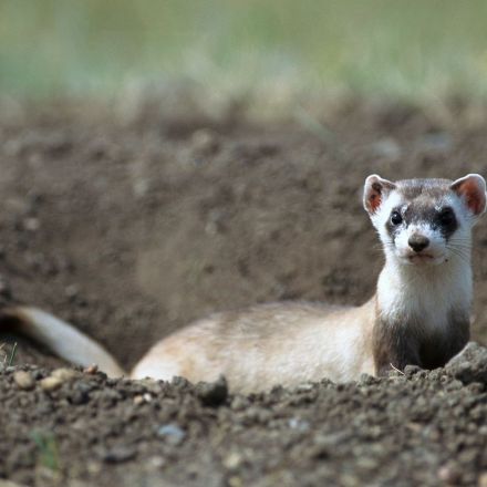 A black-footed ferret has been cloned, a first for a U.S. endangered species