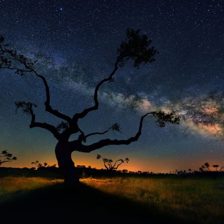 The Galaxy Tree