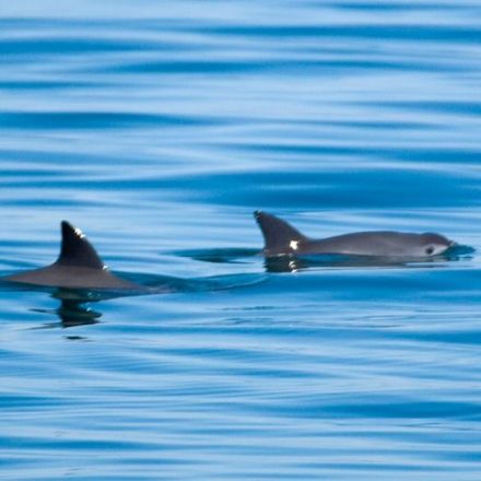 Vaquita not extinct: Hope remains for world's most endangered animal