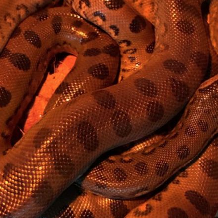 'Virgin birth': A captive anaconda became pregnant by herself and gave birth to two babies
