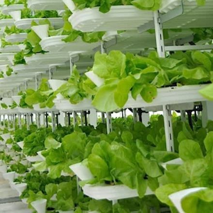 German firm says indoor vertical farm in Singapore will produce 1.5 tons of 'leafy greens' every day