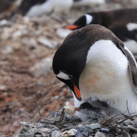 Gentoo penguins are four species, not one
