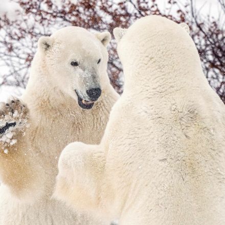 Canada's Hudson Bay polar bear population plummets as climate change warms Arctic