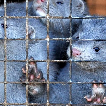 I released 2,000 minks from a fur farm. Now I'm a convicted terrorist
