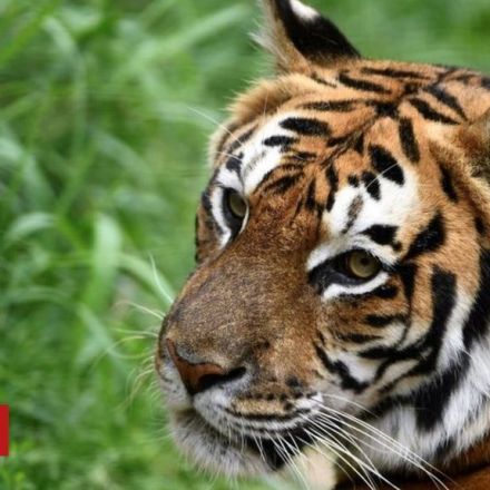 Bangladesh arrests tiger poaching suspect after 20-year hunt