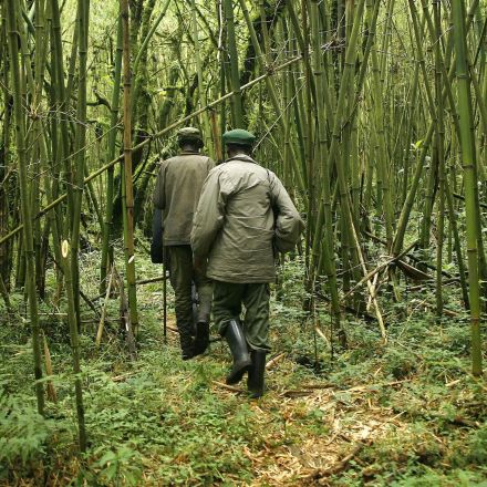 Virunga park rangers in DRC killed in ambush