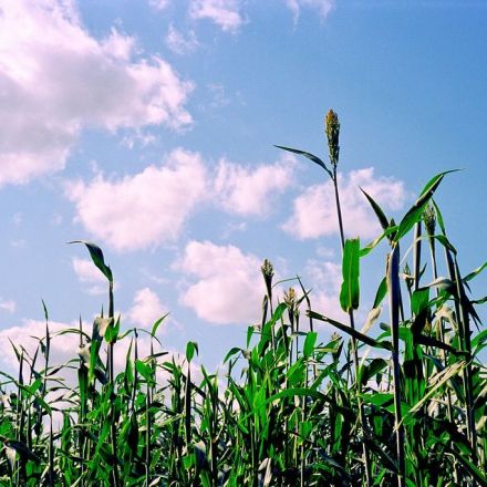 Biofuels may not be as green as we've been told