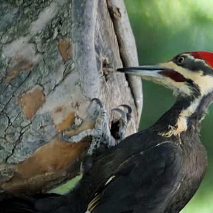 What Woodpecker Brains Can Tell Us About Head Injuries in the NFL