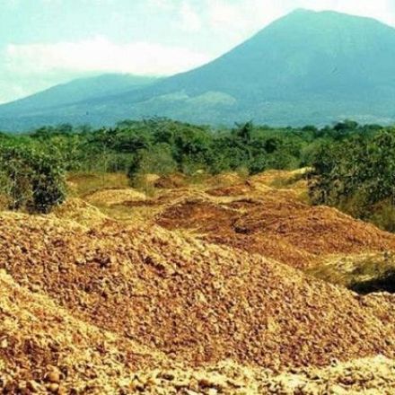 Juice Company Dumped Orange Peels In A Deforested Area - Here's What It Looks Like After 16 Years