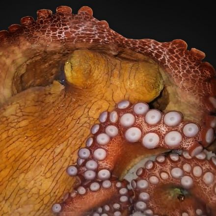 Sleeping Octopuses May Have Dreams, But They're Probably Brief