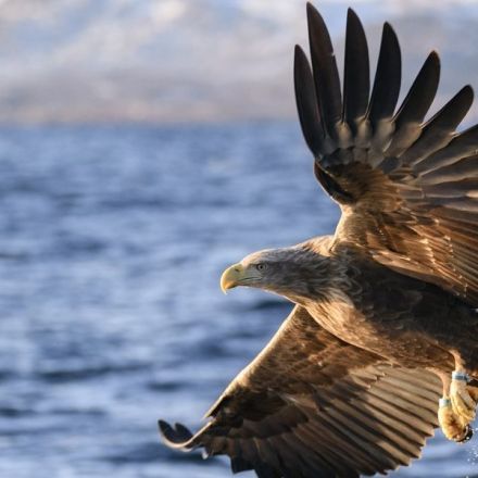 White-tailed eagles have been spotted in England for the first time in 240 years