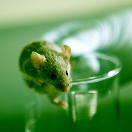 Scientists Say They Gene Hacked Mice to Double Remaining Lifespan