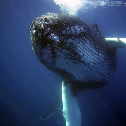 Humpback whale songs simplified during ‘cultural revolutions’